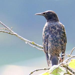 Common Starling