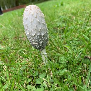 Shaggy Mane