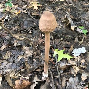 Shaggy Parasol