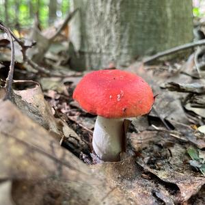 Tall Russula