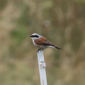 Red-backed Shrike