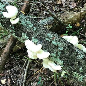 Oyster Mushroom