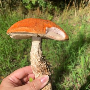 Orange Birch Bolete