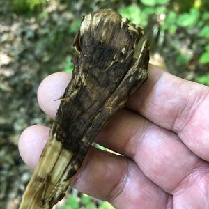 Black-staining Polypore