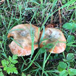 False Saffron Milk Cap