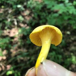 Chanterelle, Common