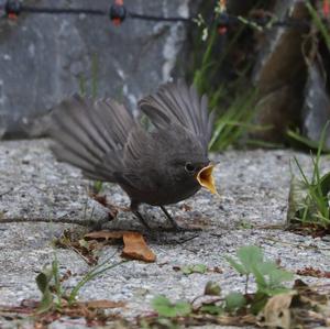 Black Redstart