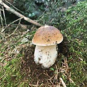 Bay Bolete