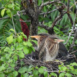 Green Heron