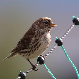 Common Redpoll