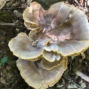 Black-staining Polypore