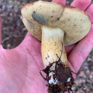 Bay Bolete