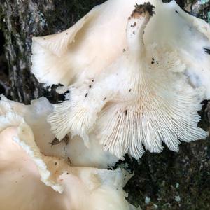 Oyster Mushroom