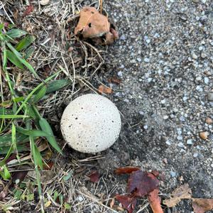 Pestle-shaped Puffball