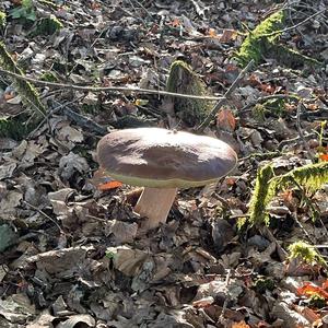 Summer Bolete