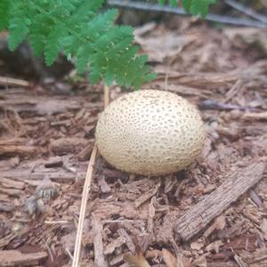 Stump Puffball