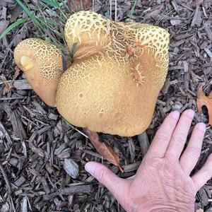 Bluing Bolete