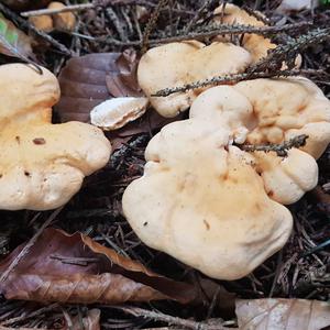 Hedgehog Fungus, Common