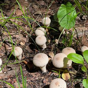 Gem-studded Puffball