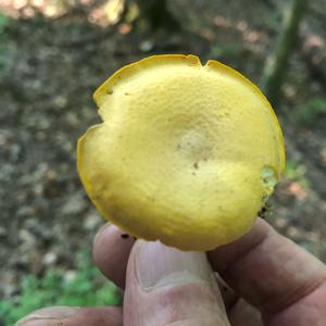 Chanterelle, Common