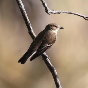 European Pied Flycatcher