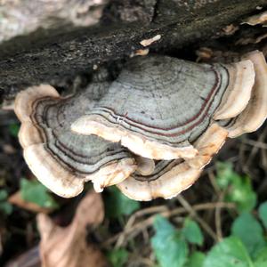 Turkey-tail