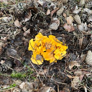 Chanterelle, Common