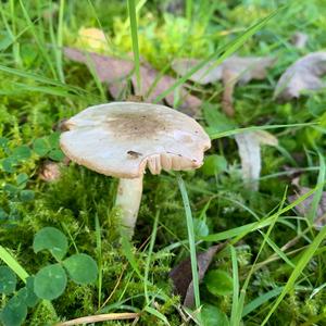 Death Cap