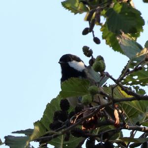 Coal Tit