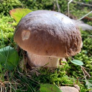 King Bolete