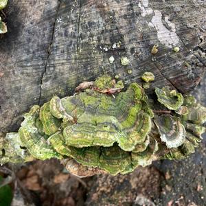 Turkey-tail