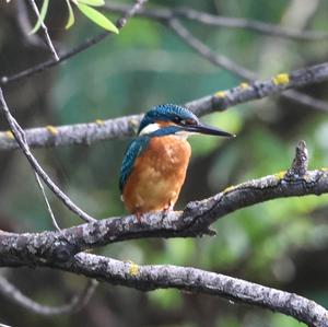 Common Kingfisher