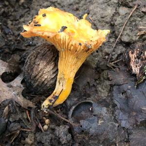 Chanterelle, Common