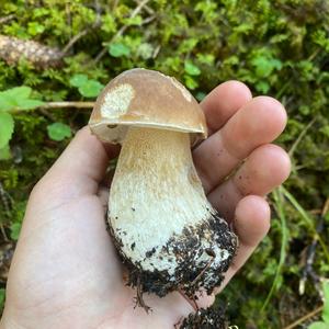 King Bolete