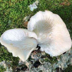 Oyster Mushroom