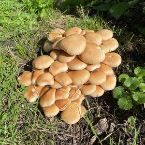 Honey Fungus