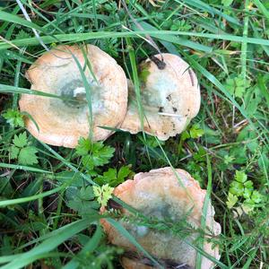 False Saffron Milk Cap