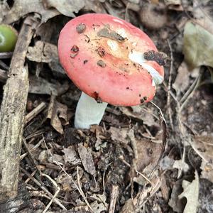 Tall Russula