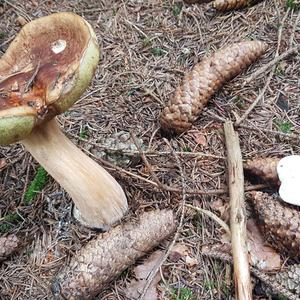 King Bolete