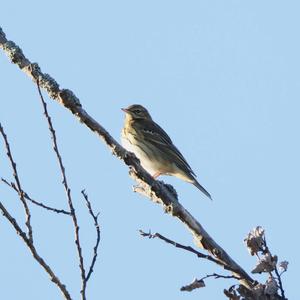 Tree Pipit