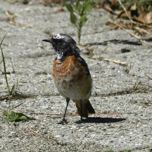 Common Redstart