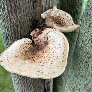 Dryad`s Saddle