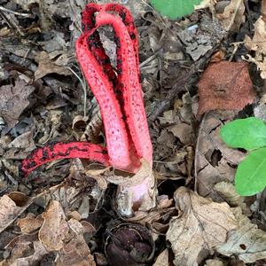 Unknown Species