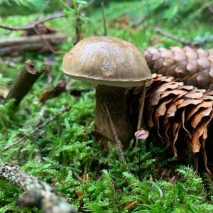 Bitter Bolete