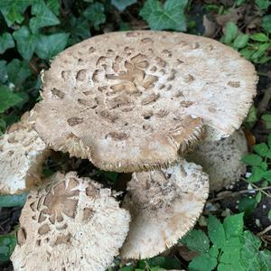 Shaggy Parasol