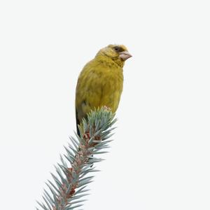 European Greenfinch