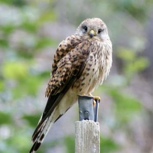 Common Kestrel