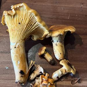 Chanterelle, Common