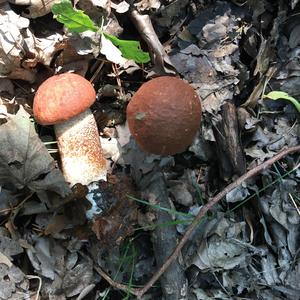 Orange Birch Bolete