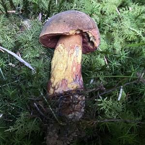 Dotted-stem Bolete